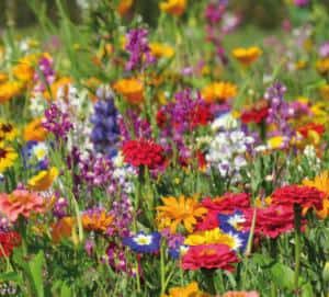 bloemenmengsels Bloemenweide