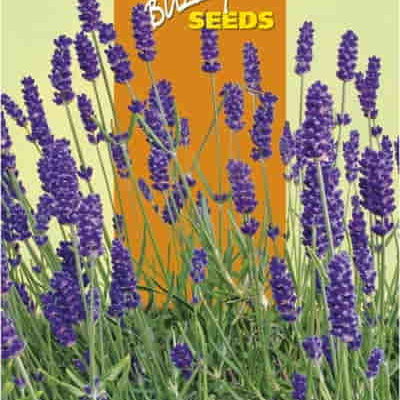 01135 echte lavendel