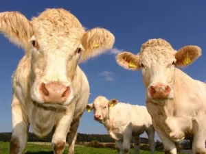 front agri