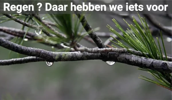 frontpage-regen